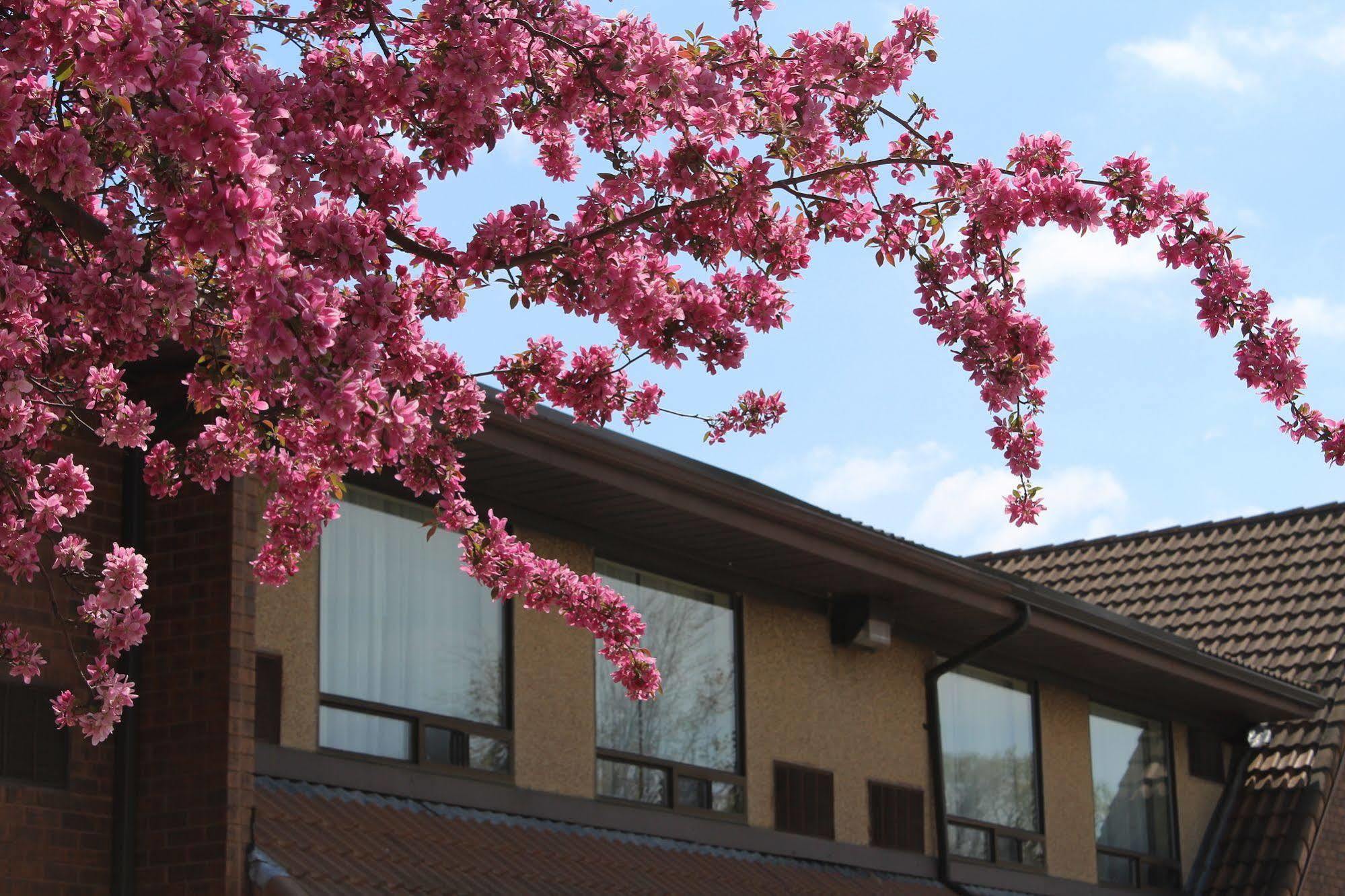 Comfort Inn Chatham-Kent Ngoại thất bức ảnh
